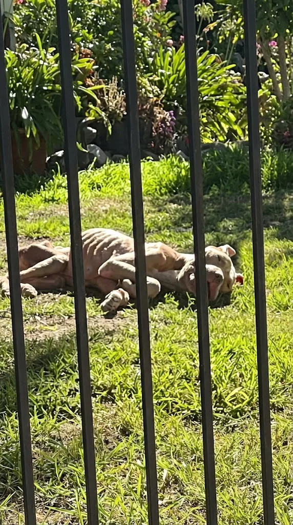 Chained in a Highland Backyard, Gator Could Barely Lift His Head — Then Rescuers Arrived