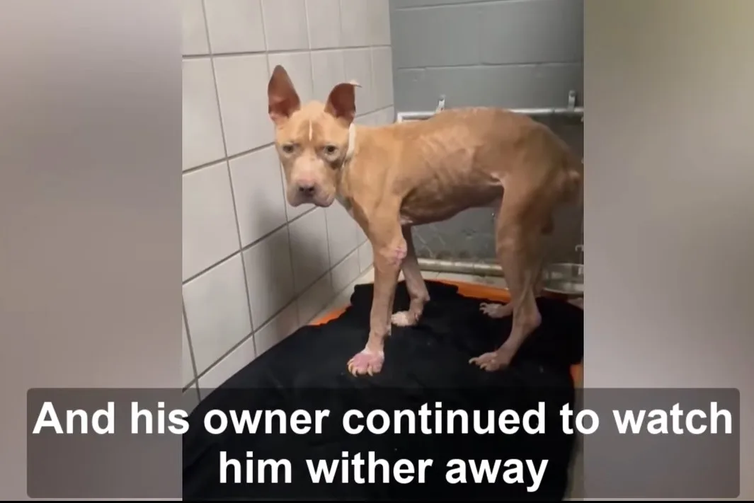 Gator recovering after sixty days of treatment before moving to a foster home