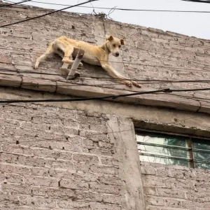 Chained on a High Ledge, Valiente Waited Unseen Until One Desperate Climb Changed His Story