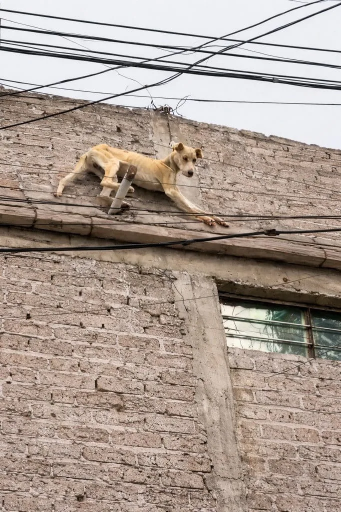 Chained on a High Ledge, Valiente Waited Unseen Until One Desperate Climb Changed His Story