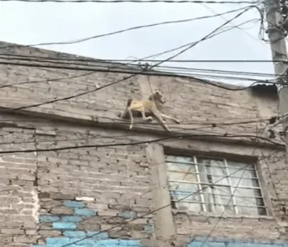 Rescuers carefully holding a frail, chained dog after bringing him down from a high brick wall
