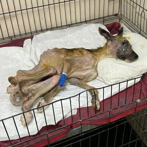 Doctors Told Her Rescuer to Make Her Comfortable — Then Dairn Quietly Refused to Fade