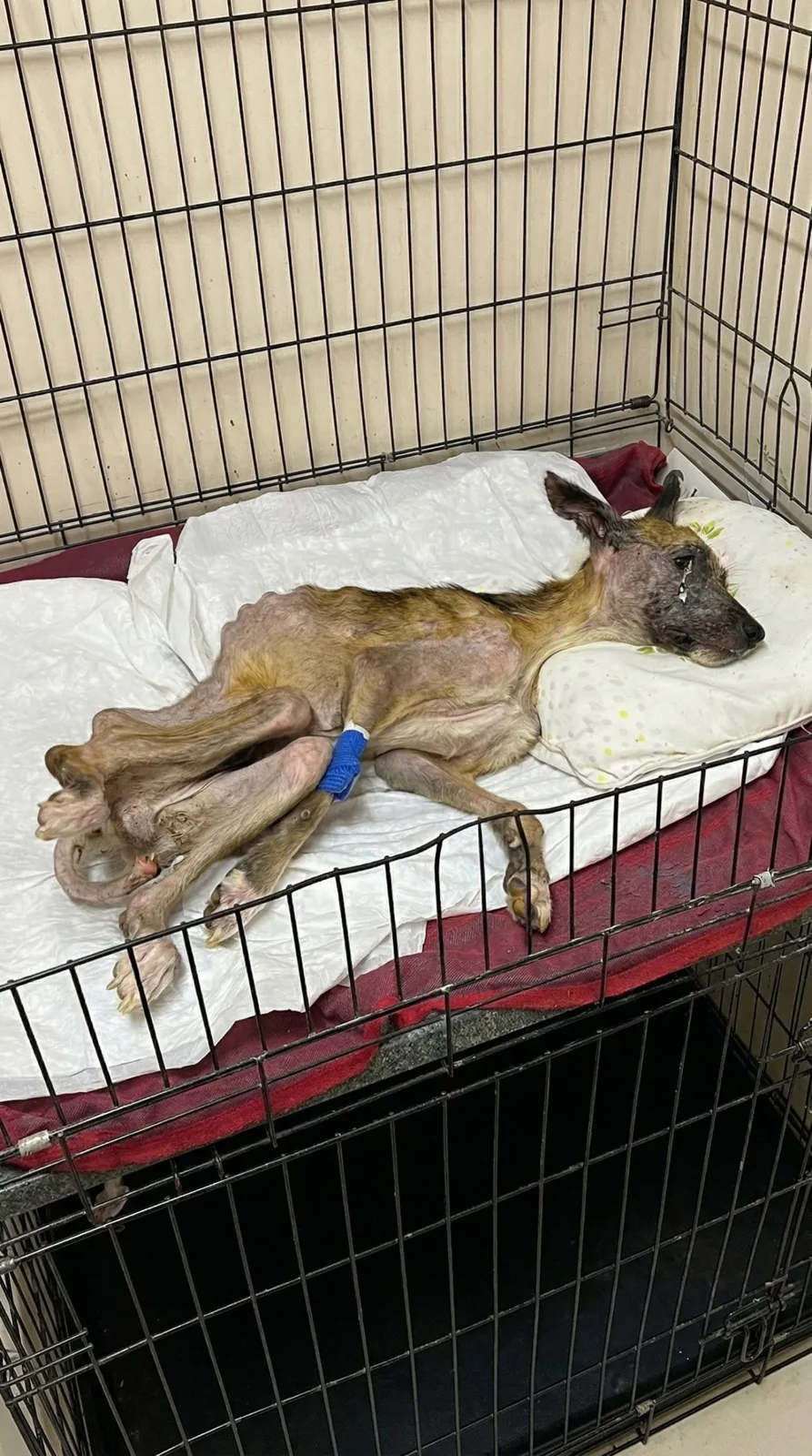 Doctors Told Her Rescuer to Make Her Comfortable — Then Dairn Quietly Refused to Fade