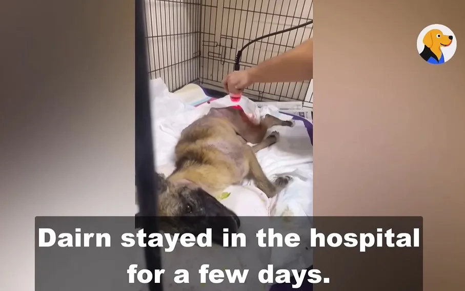 A caregiver holding a weak dog gently in their arms after leaving the veterinary hospital