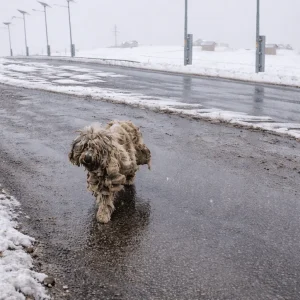 Dreamer Spent Ten Years on a Mexico Rooftop — Then Rescuers Found Him Under Nearly 10 Kilograms of Fur