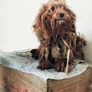 Duoduo Was Buried Under Matted Fur By The Roadside — Then She Lifted Her Head When Someone Called Out