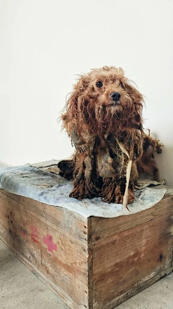 Duoduo Was Buried Under Matted Fur By The Roadside — Then She Lifted Her Head When Someone Called Out