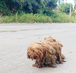 Duoduo, a rescued dog, resting after being taken in and cared for following her rescue