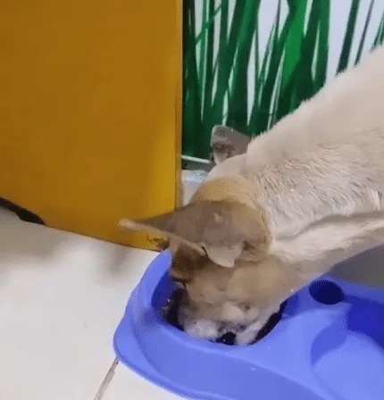 Leila the dog looking healthy and comfortable after treatment, with her body no longer swollen