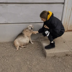 Everyone Thought This Stray Dog Was Pregnant — Then Rescuers Learned She Had Been Spayed Years Ago