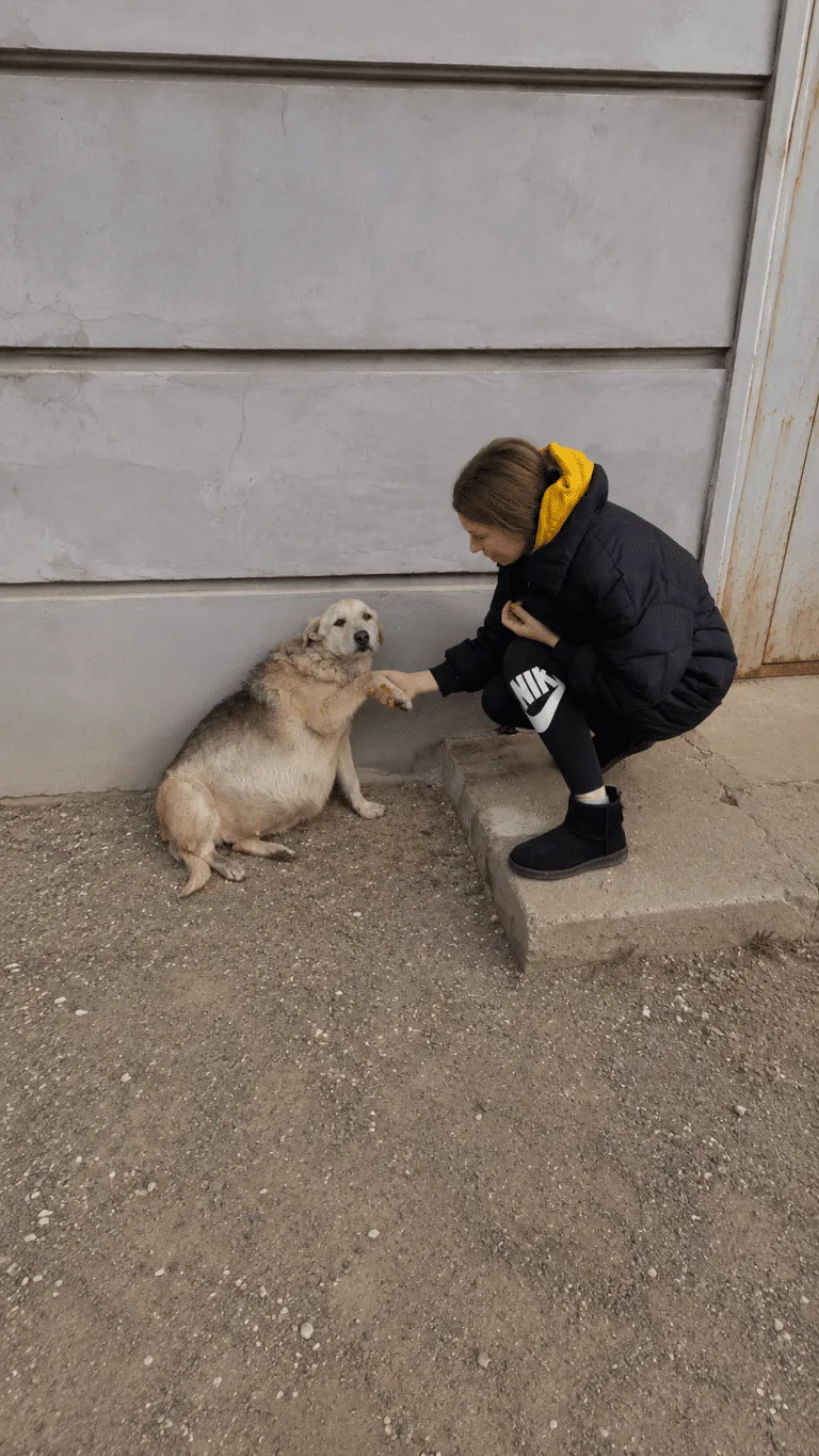 Everyone Thought This Stray Dog Was Pregnant — Then Rescuers Learned She Had Been Spayed Years Ago