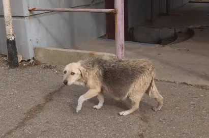 A rescued dog resting comfortably at a veterinary clinic after fluid was drained from her abdomen