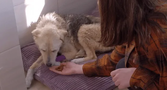 A recovered rescue dog with a slim belly and bright eyes waiting calmly at an animal rescue center