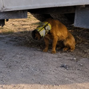 For Months He Ran From Everyone With a Metal Bucket Stuck on His Head — Until Rescuers Finally Caught Up