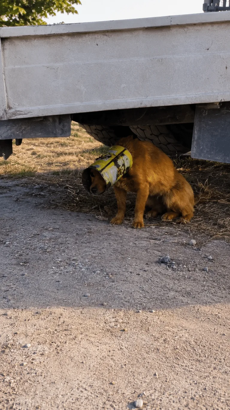 For Months He Ran From Everyone With a Metal Bucket Stuck on His Head — Until Rescuers Finally Caught Up