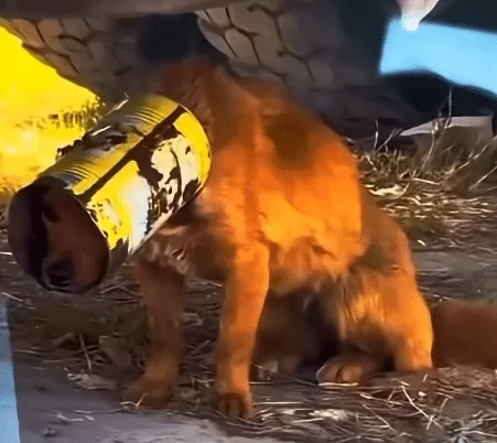 Rescued stray dog lifting his head freely after the metal bucket was cut away, showing a neck with sores and matted fur