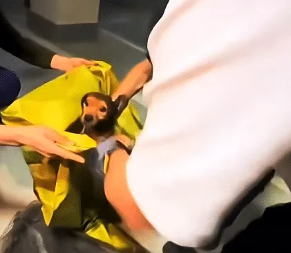 Rescued dog resting calmly while receiving treatment at a rescue center