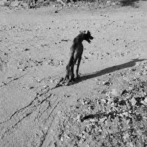 For Years, Beam Pulled Himself Across Rough Ground on His Front Paws — Then Rescuers Found Him