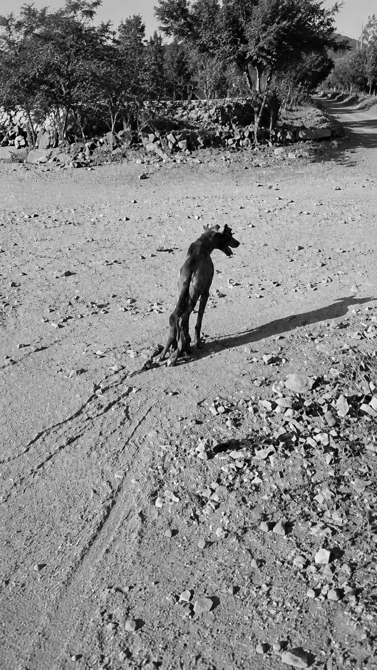 For Years, Beam Pulled Himself Across Rough Ground on His Front Paws — Then Rescuers Found Him