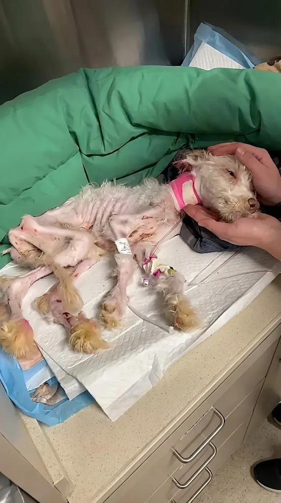Found in a Crate With Pink and Purple Ears, Junie Was Barely Breathing — Then the ICU Team Went to Work