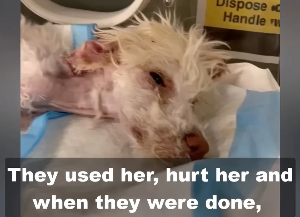 A recovering dog resting in a hospital kennel, lifting her head as a caregiver sits nearby