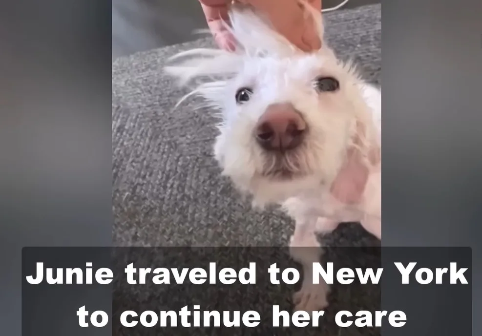 A rescued small dog relaxing on a soft bed at her new home in New York