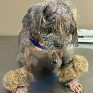 Freddy Was Found Motionless in a Remote Forest — Then One Facebook Photo Stopped a Stranger Mid-Scroll