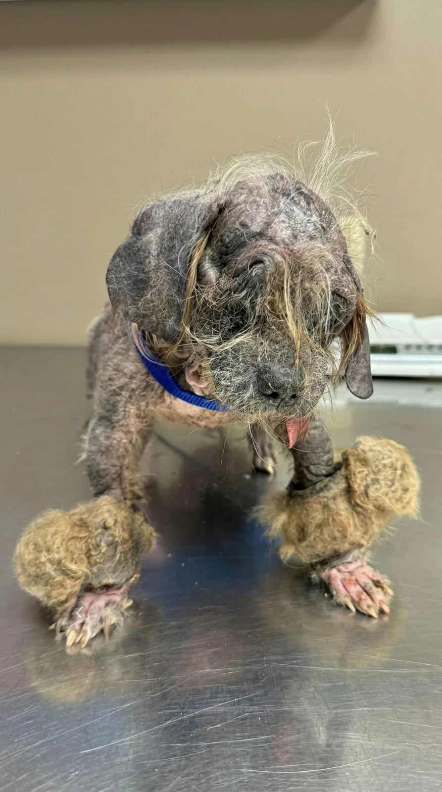 Freddy Was Found Motionless in a Remote Forest — Then One Facebook Photo Stopped a Stranger Mid-Scroll