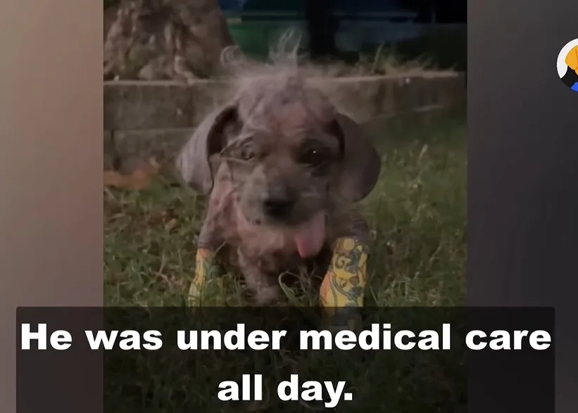 Freddy the dog resting close to the woman who brought him home to recover