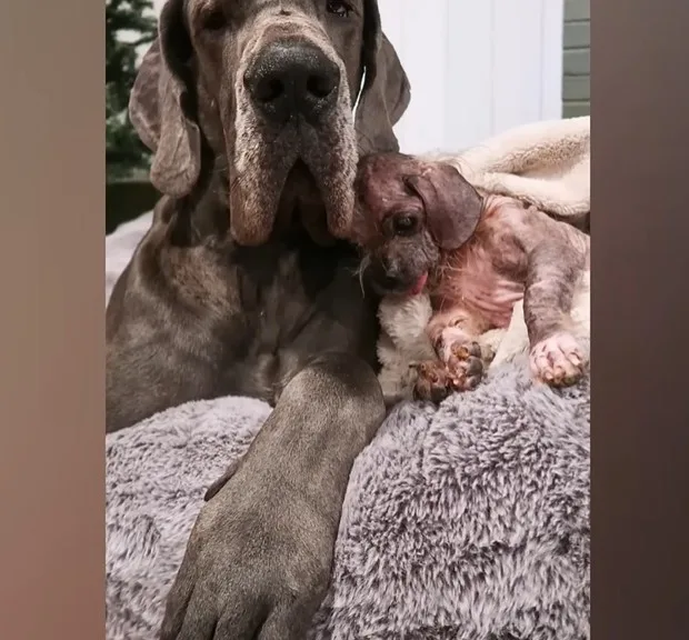 Freddy looking stronger during his recovery after the follow-up veterinary visit