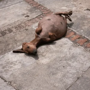 Globita Couldn't Even Roll Over Under His Swollen Belly — Then a Stranger Stopped