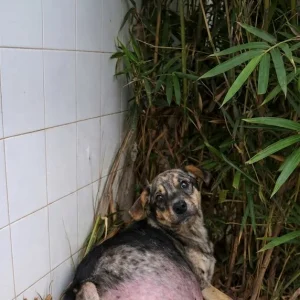 Gray, a 3-Month-Old Puppy, Crawled Into the Thorns to Hide — Then a Clinic Made a Promise