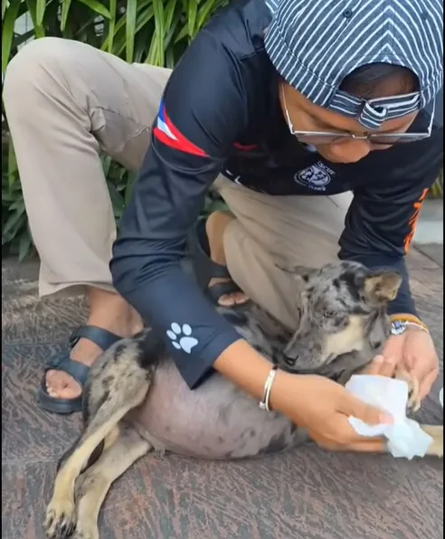 A weak puppy resting quietly at a veterinary clinic during treatment