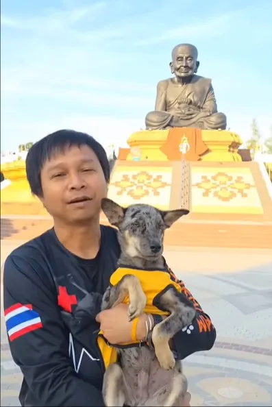 A recovering puppy with a healthier coat settled comfortably in his new home