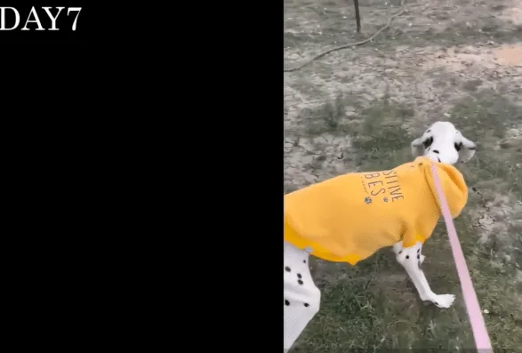 A caregiver gently comforting a recovering Dalmatian wrapped in a blanket