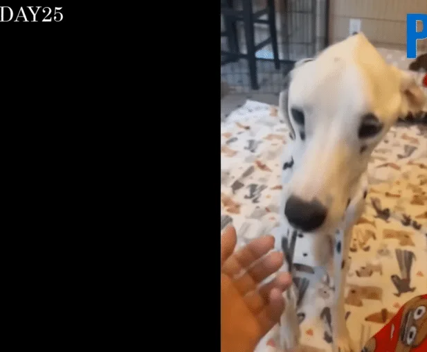 A healthy, happy Dalmatian enjoying the outdoors after months of recovery