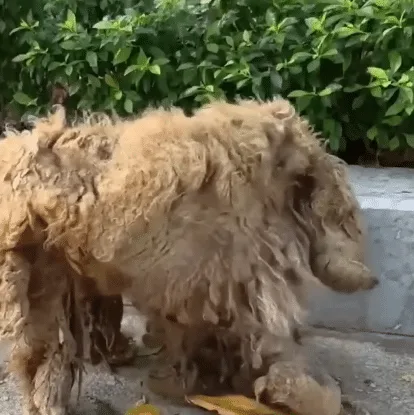 Rescuers carefully trimming hardened mats of fur from a small dog at a rescue center
