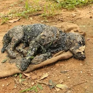 He Stood Frozen on a Quiet Road, Stuck in Industrial Glue — Then Rescuers Chose to Wait