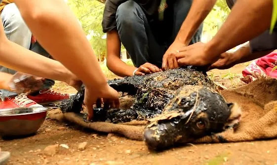 Rescuers gently working vegetable oil into a dog's glue-hardened fur to loosen it