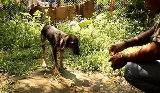 A freed dog with softened fur standing on his own legs after the glue was removed