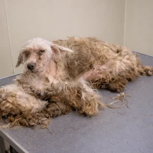 He Stood Silent Beneath Hardened, Twisted Fur — Then Patient Hands Began to Loosen It