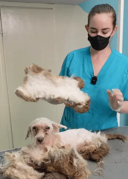 A dog walking slowly across a patch of grass after his heavy coat was removed