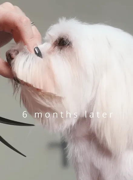 A healthier dog with a soft, clean coat resting calmly months after his rescue