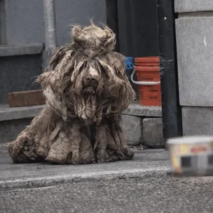 He Waited at the Same Doorway Long After His Owner Left — Then Help Finally Arrived