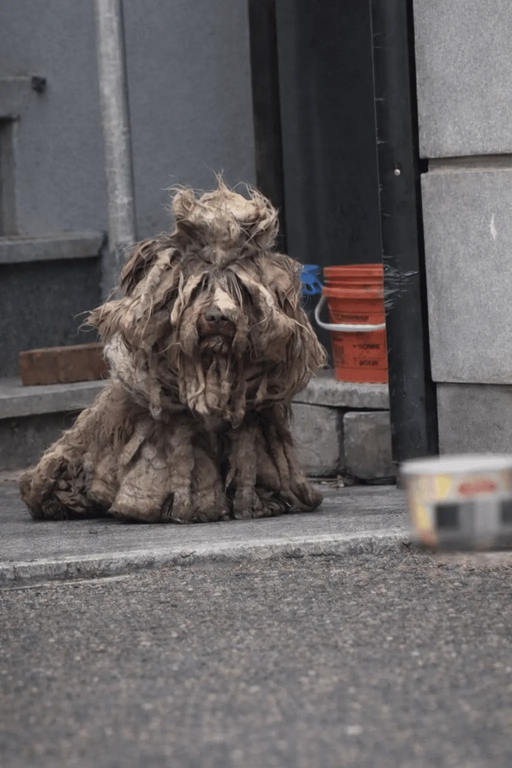 He Waited at the Same Doorway Long After His Owner Left — Then Help Finally Arrived