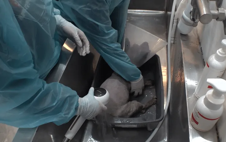 A recovering dog resting calmly close to his caregivers after the matted fur was removed