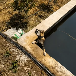 He Was Heading To An Important Exam — Then He Spotted A Dog Trapped Beneath A Concrete Tank