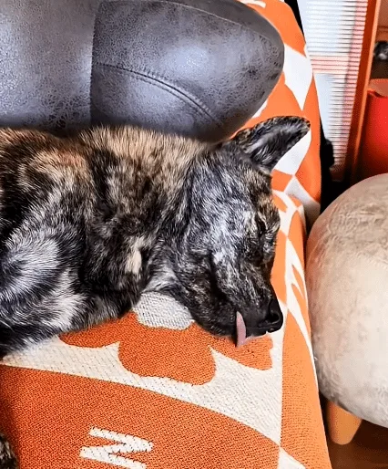 David, the rescued dog, relaxing happily at home with his new family and the other dogs