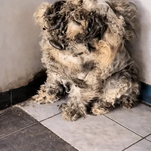 He Was Hidden Beneath Thick, Tangled Layers — Then Rescuers Chose To Go Slowly