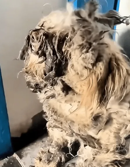 A freed, cleaned dog looking relaxed and curious as he moves comfortably among people